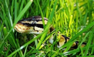 Snake in the grass