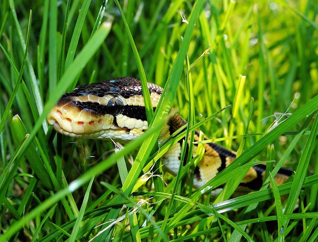 Snake in the grass