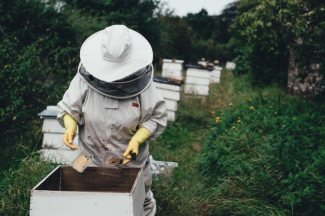 Beekeeper collecting honey