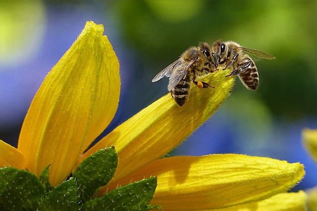 Bees on a flower