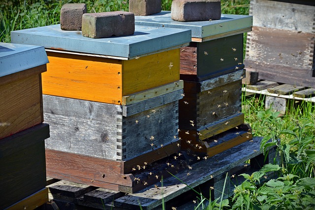 Beekeeper hives