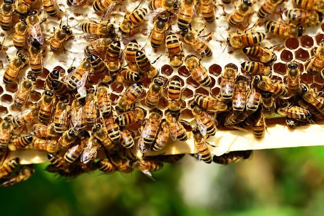 Honey bees