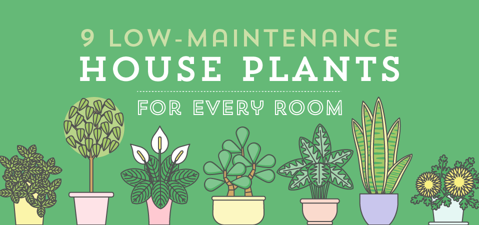 Low Maintenance House Plants Banner