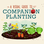 Visual Guide To Companion Planting