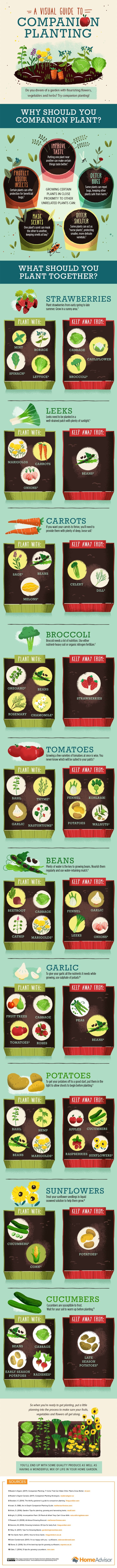 10 Companion Planting Tips & Guide