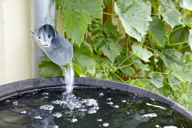 Water pouring into rain barrel.