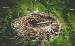 An empty birds nest