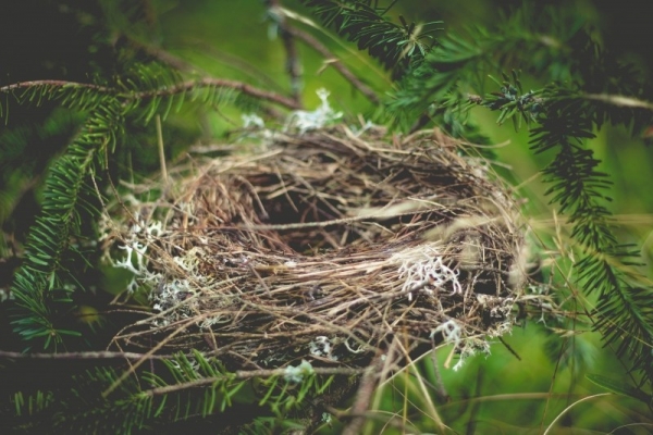 An empty birds nest.