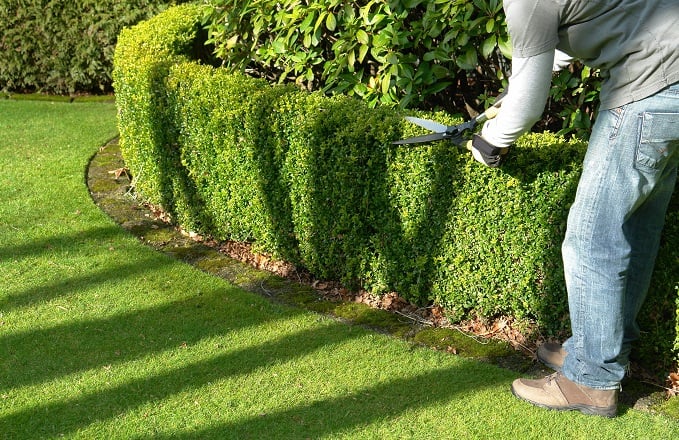 yard and garden worker trims hedges