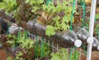 growing lettuce in used plastic bottles, reuse recycle eco concept