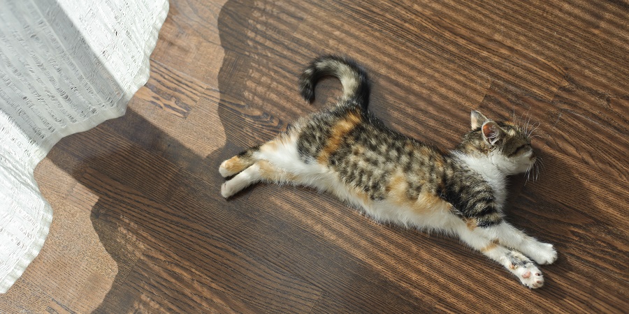 Cat lying on the warm floor. Gender dark oak