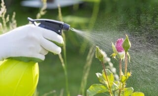 Woman spraying flowers in the garden