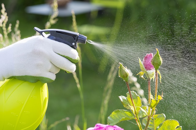 Woman spraying flowers in the garden.