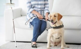 Blind woman with guide dog sitting on sofa at home