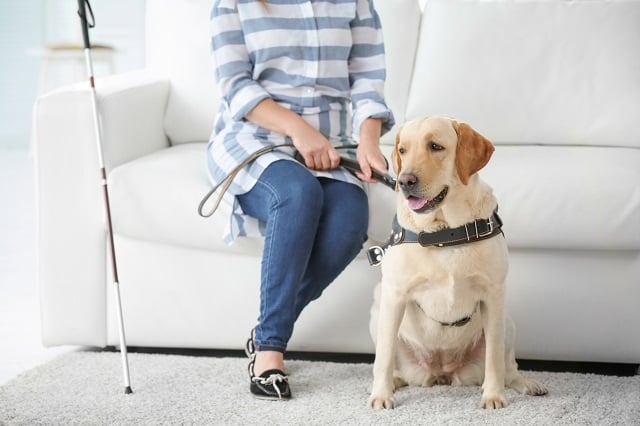 Blind woman with guide dog sitting on sofa at home