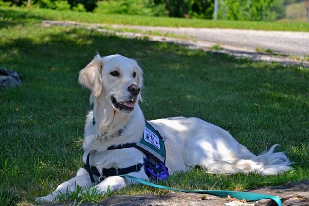 Service dog laying in grass yard