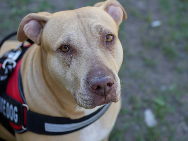 Service pit bull close up