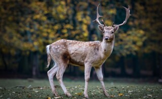 Deer standing at the edge of the woods