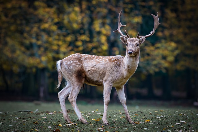 Deer standing at the edge of the woods