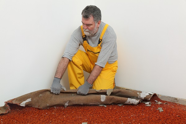 Adult worker removing old carpet in room