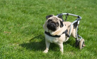 Handicapped pug dog with wheels in a yard