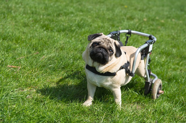 Handicapped pug dog with wheels in a yard