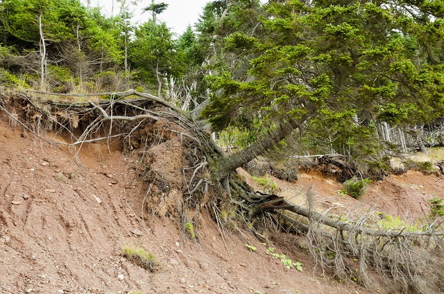 Mudslide, landslide trees and terrain