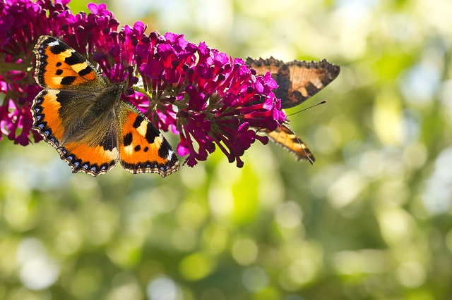 Small tottoiseshell butterflies on Butterfly bush