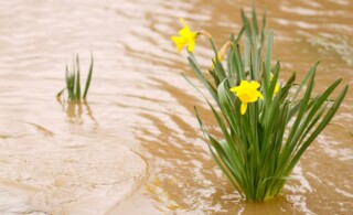 Daffodil flowers in the muddy flood waters of the South Umpqua River in Oregon