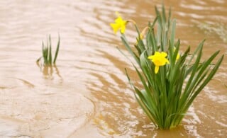 Daffodil flowers in the muddy flood waters of the South Umpqua River in Oregon