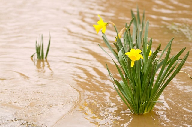 Daffodil flowers in the muddy flood waters of the South Umpqua River in Oregon