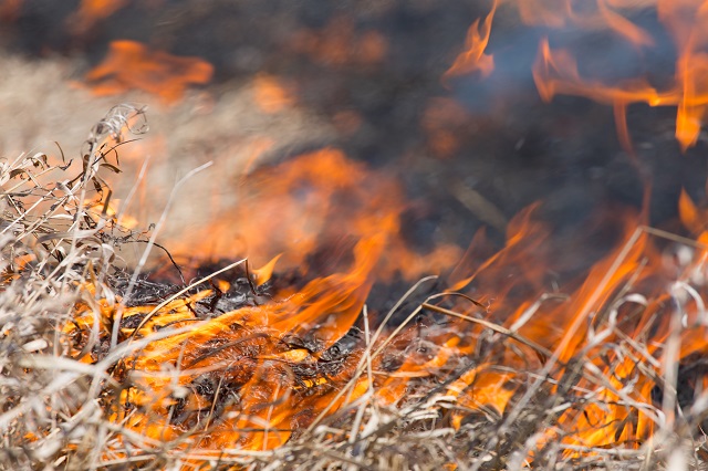 Close up picture of dry grass burning up