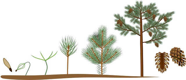 Pine tree life cycle graphic