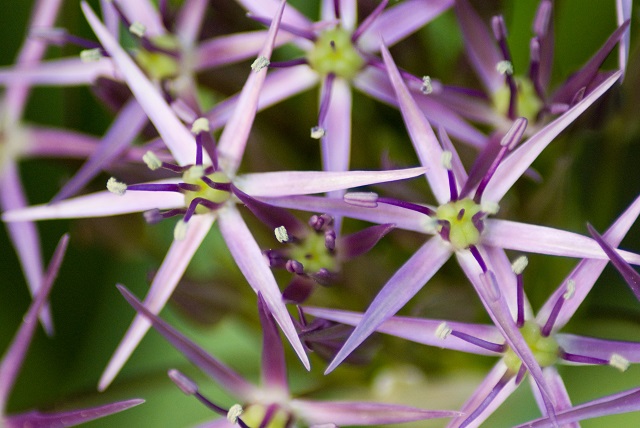 Unusual flower identified as Allium. 