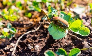 Unusual insects sitting on a small plant