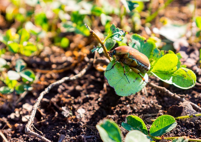 Unusual insects sitting on a small plant