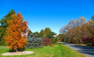 Colorful fall tree palette Autumn in Washington DC.