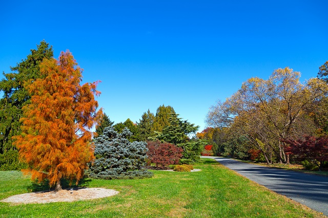 Colorful fall tree palette Autumn in Washington DC.