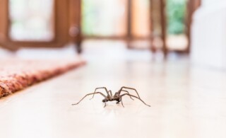 common house spider on a smooth tile floor seen from ground level in a kitchen in a residential home