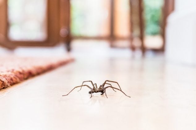 Spider Spider