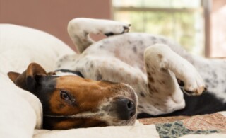 Dog home alone on the bed