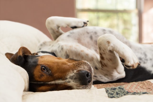 Dog home alone on the bed