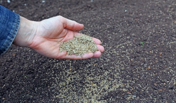 hand holding and dropping grass seed into dirt