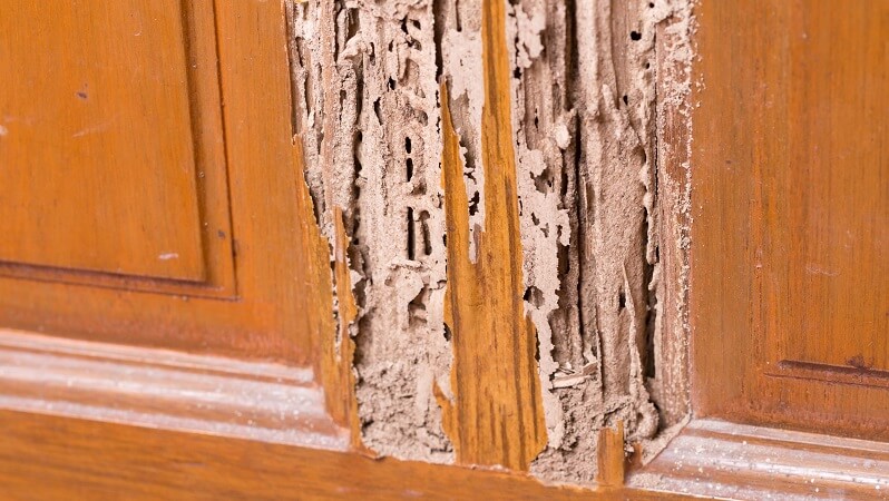 termite damage in home