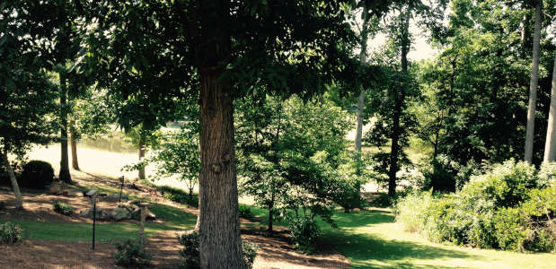 Trees In Landscape