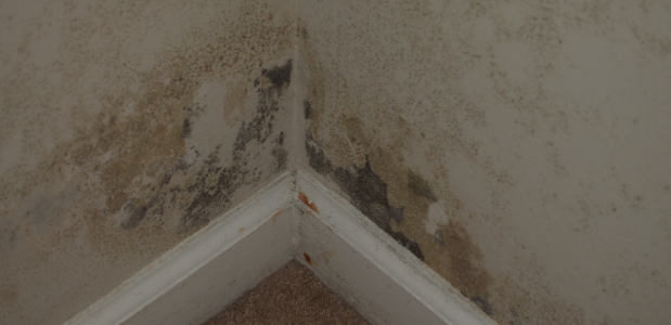 Mold And Basement Odors Black Mold Removal