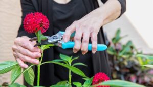 Arthritis Arthritic Seniors hands cutting Flowers in a garden