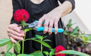 Arthritis Arthritic Seniors hands cutting Flowers in a garden