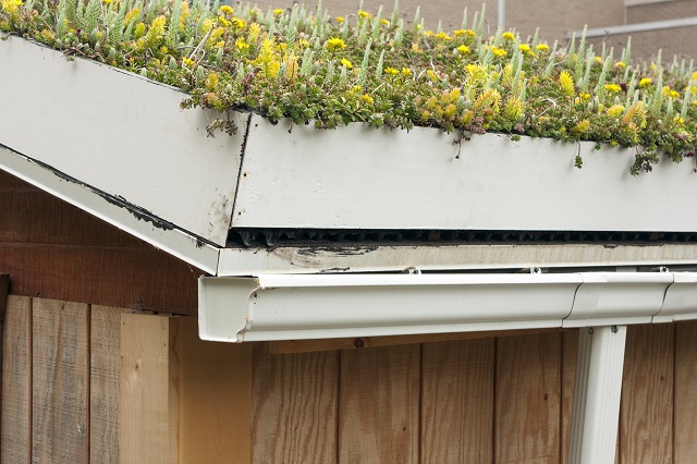 A rooftop garden or "green roof". The container garden is on top of a shed at an elementary school that is teaching the children how a "living roof" absorbs rainwater, provides insulation, and helps to lower urban air temperature within the shed.