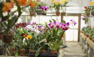 Orchid plants growing in greenhouse at nursery